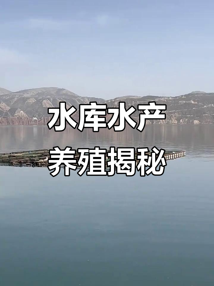 刘家峡水库水产养殖全景观 生态优先的自然渔场