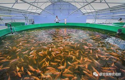 2020年世界渔业和水产养殖状况 每年人均消费20.5公斤鱼，养殖水产品成关键驱动力