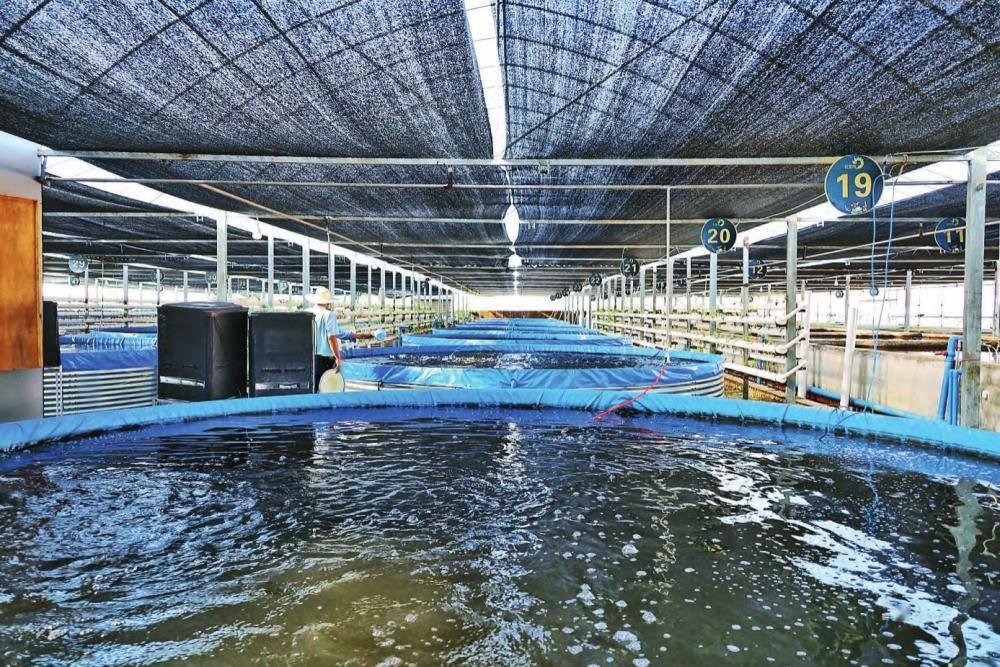 一文了解我国工厂水产养殖的现状 - 