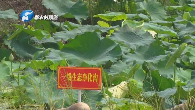 河南省四优四化优质水产品标准化养殖示范观摩培训会顺利开展 助力水产品养殖转型升级