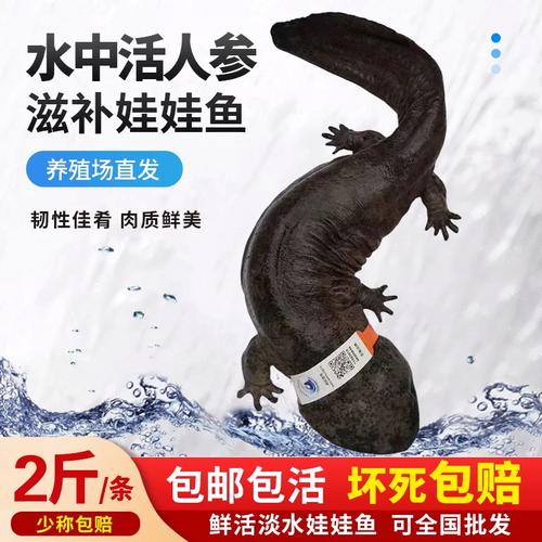 养殖厂直供娃娃鱼 鲜活食用与宠物养殖的双重选择